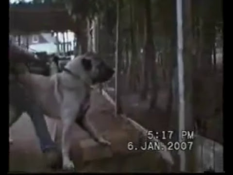 100 kangal