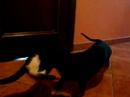 intriga and a cat