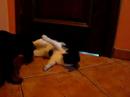 intriga and a cat