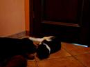 intriga and a cat