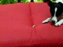 Nature & Dog