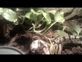 Python Regius feeding (Ball Python / Royal Python / Königspython)