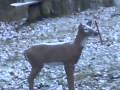 videos de bow practice