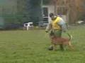 Pastor Belga Malinois video