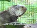 Green Iguana Care, Feed + Eat - IguanaHandbook.Blogspot.com Uric Acid