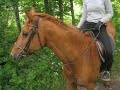 Dolomito 1983-2008