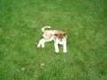 Siberian Husky Puppy Play