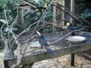 Macaw Mountain Macaw Mountain