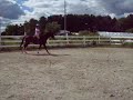 old video of me and atlantis before we owned him :)