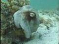 amazing Octopus underwater اخطبوط غريب سبحان الله
