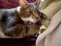videos de mon chat ^^ (oui encore lui!!!)