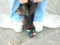 videos de How to Properly gut and skin a pheasant without plucking one feather!! VERY EASY!!