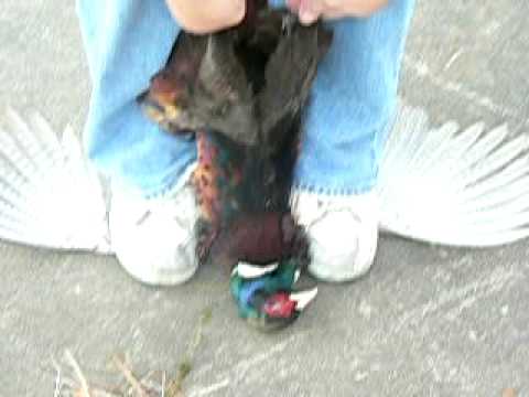 how to skin a pheasant quickly