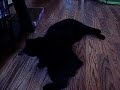 Our Manx Cats Bear and Panda playing Our Manx Cats Bear and Panda playing
