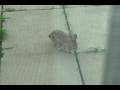 Wild Rabbit Wild Rabbit