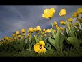 MELT music slideshow