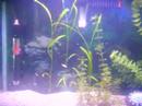 Plakat Fry Plakat Fry