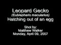 leopard gecko hatching
