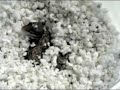 leopard gecko hatching