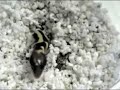 leopard gecko hatching