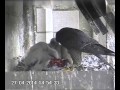La femelle nourrit tranquillement ses 3 fauconneaux quelques heures après le baguage (27/04/2014)