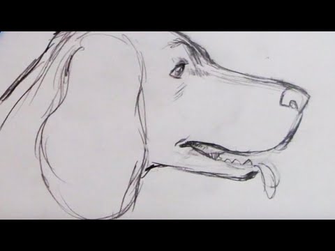 how to draw a dog