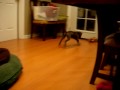 videos de Popeye/Bleu Pit Bull Puppy Fetches!
