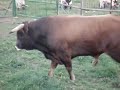 www.ganaderiaelparralejo.com Ganaderia de Toros Bravos