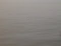 swordfish swimming on surface swordfish swimming on surface