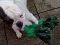 Abbie the victorian bulldog Abbie the victorian bulldog