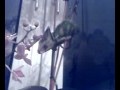 Jemencham�leon \"BUFU\"  frisst orchideen