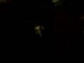 videos de CinnaBunny and my cats