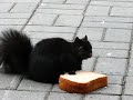 Squirrel Eating A Peanut Butter Sandwich