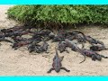 GALAPAGOS ILANDS (les Iles)// Andr� Parent