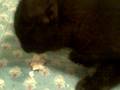 videos de Cho-Cho San says 