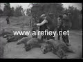 qusay saddam hunts and eats pigشاهد بعينك افعال ابناء العوجه