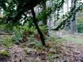 videos de Cannock