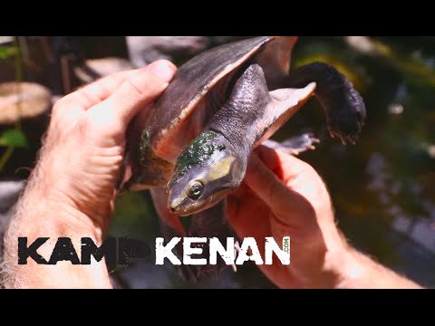 YouTube reptile video