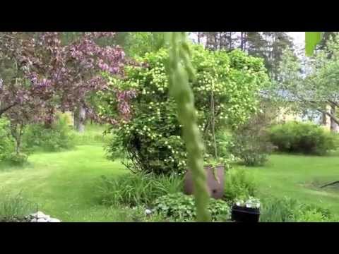 how to transplant dandelions