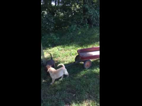 Puppies and wagon pretty cute