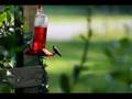 videos de Hummingbirds at my house part 1