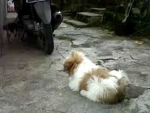 woofcat - 
