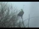 TRAUGER  EAGLE PLEASANT UNITY PA