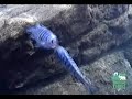 Malawi Cichliden (doc animal planet)