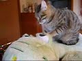 Cat massage Cat massage