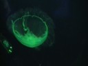 Jelly Fish