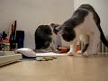 Vi and emacs