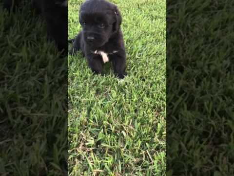 Big brown giant boy! He is the sweetest :