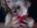 tater dancing
