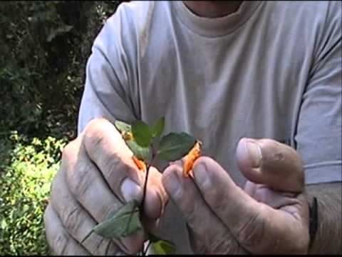 how to grow jewelweed